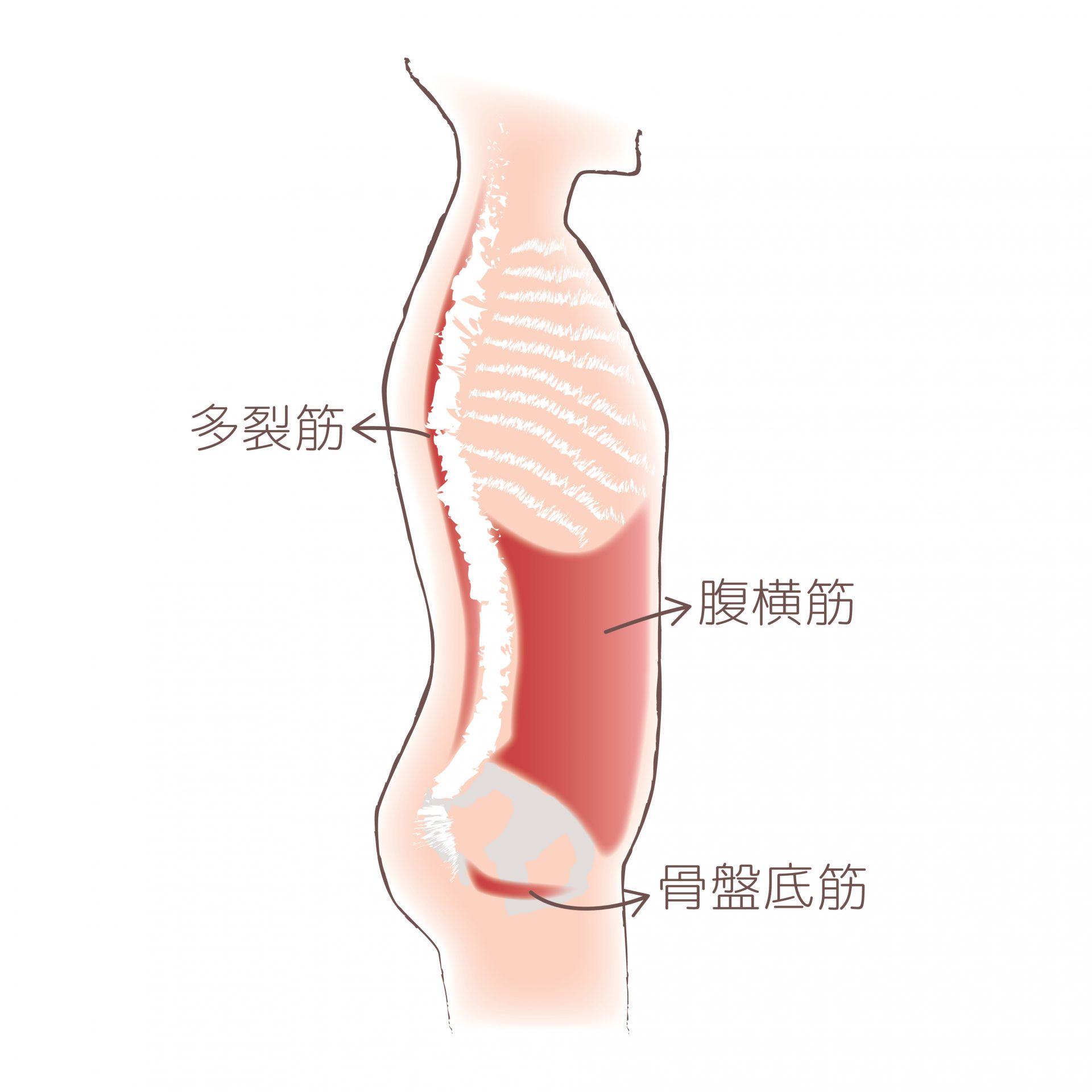 腹横筋